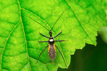 Insect , Aarey Milk Colony