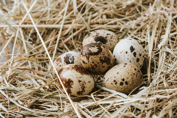 quail eggs laying on straw close to each other