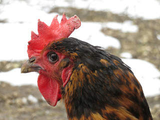 Hen portrait. Black chicken on the farm