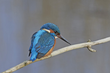 Common kingfisher (Alcedo atthis)