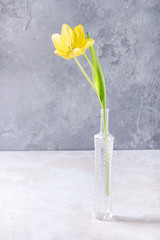 Yellow tulip with leaves in glass bottle over grey texture background. Spring greeting card still life