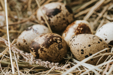 Obraz premium quail eggs laying on straw close to each other