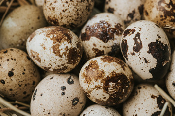 quail eggs laying on straw, full frame shot