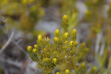 Green Plant in Ibiza