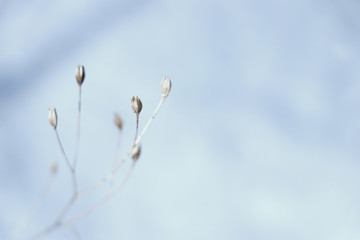close-up of a dry dead branch