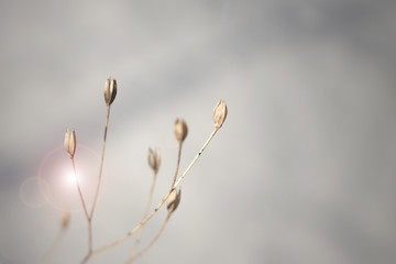 close-up of a dry dead branch with lens flare