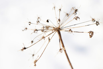 close-up of a dry dead flower