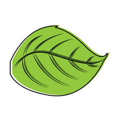green leaf natural foliage botanical icon vector illustration