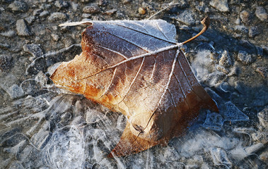 Winter image with icy nature