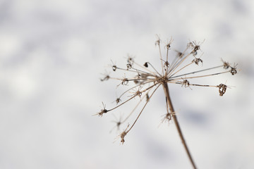 filigrane dry flower in winter