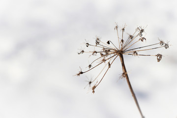 filigrane dry flower in winter