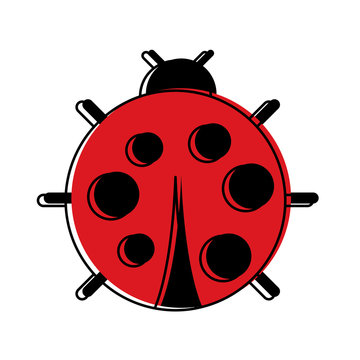 cute ladybug dotted animal insect wildlife vector illustration
