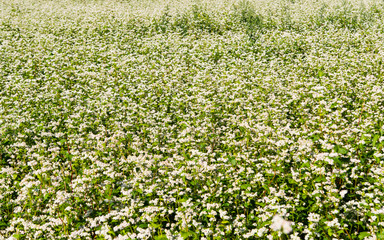field with blooming buckwheat