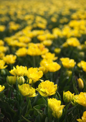 Obraz premium Yellow tulips in springtime