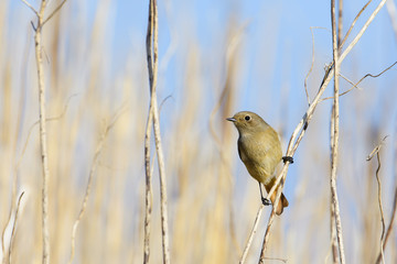 ジョウビタキ雌(Daurian redstart)