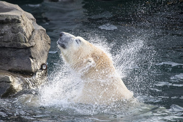 Ice bear splashes in water