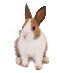 White and brown rabbit