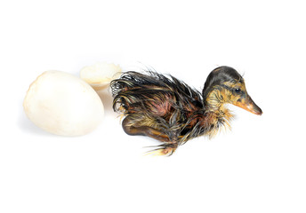 Egg and duckling