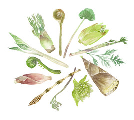 山菜 セット　水彩 イラスト