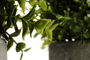 Pot green plants in and pots