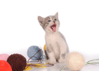 kitten on the white background
