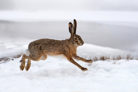 Hare running in the field