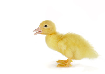 talking duckling