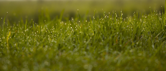 Gras - Wiese nach Regen mit Tropfen