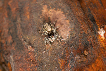 Jumping spider , Salticidae , Aarey Milk Colony , INDIA