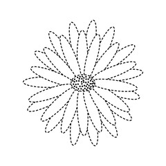 beautiful natural flower daisy petals decoration vector illustration dotted line image