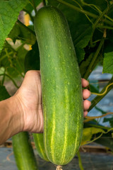 Cucumber on hand in the garden
