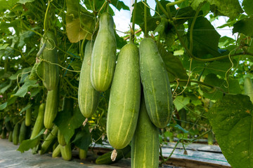 group of Cucumber in the garden