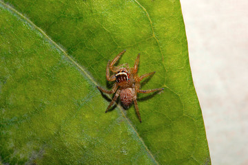 Jumping spider , Salticidae , Aarey Milk Colony , INDIA