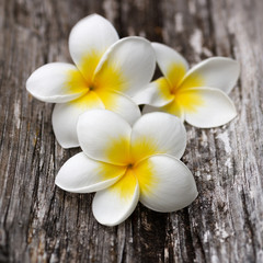 Fototapeta na wymiar White and yellow plumeria flowers on the old wooden floor. Square image.