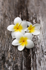Fototapeta na wymiar Tropical flowers frangipani (plumeria) on nature old wood background. Selective focus.