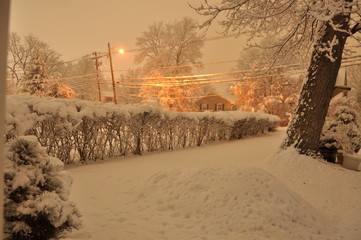 hedge on snowy yard