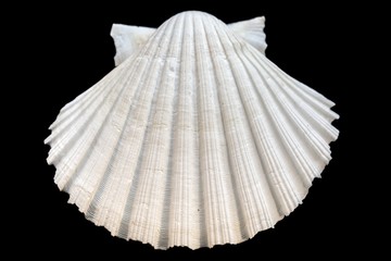 Seashell isolated on black background