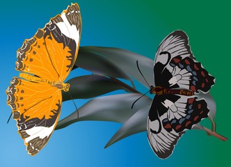 two butterflies on blue and green background