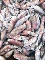 Seafood sales at the market in Thailand. Fresh Squid.