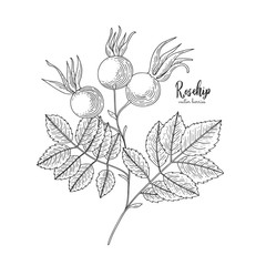 Berry engraving illustration with rosehip. Dog rose. Hand drawn elements for invitations, greeting cards, wrapping paper, cosmetics packaging, labels, tags, posters etc.
