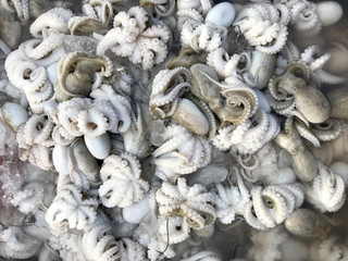 Seafood sales at the market in Thailand. Fresh Octopus.