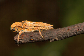 Longhorn beetle, Cerambycidae , Aarey Milk Colony , INDIA