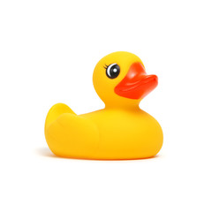 Yellow rubber duck on white