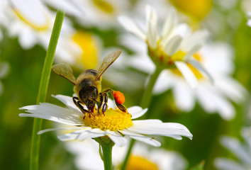 Honey bee worker on flower