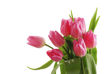 pink tulips on a white background