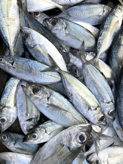Fresh fish put on ice in market. Phuket in Thailand.