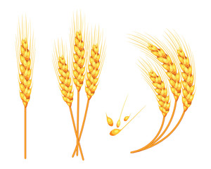 Set of vector wheat in 3d isolated white background with seed addition. Vector.