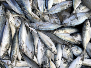 Fresh fish put on ice in market. Phuket in Thailand.