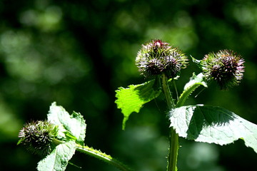 Green flower under natural sunlight