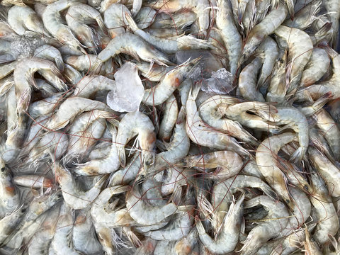 Seafood sales at the market. Fresh Shrimp. Phuket in Thailand.